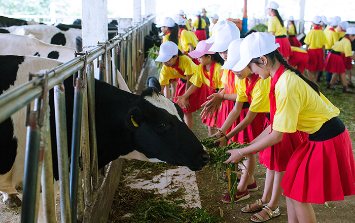 Trải nghiệm cùng trang trại bò sữa Mộc Châu. Ảnh: SL